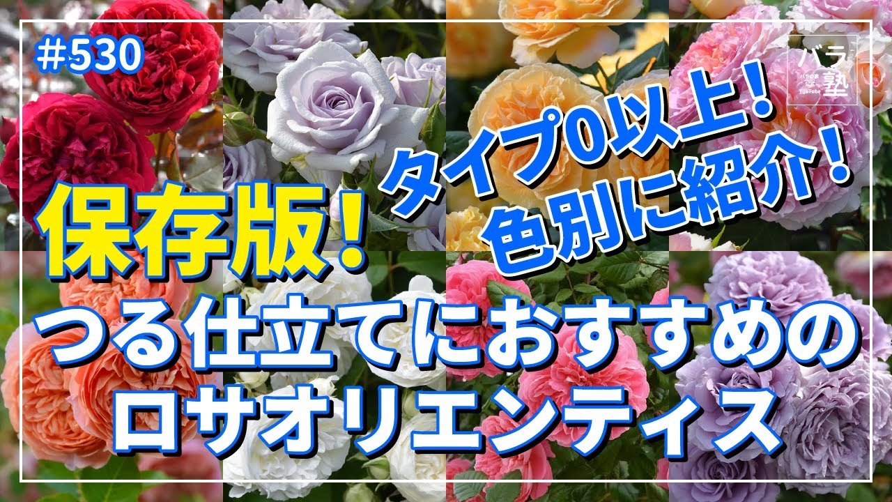 #530 タイプ0以上！色別に紹介！つる仕立てにおすすめのロサオリエンティス