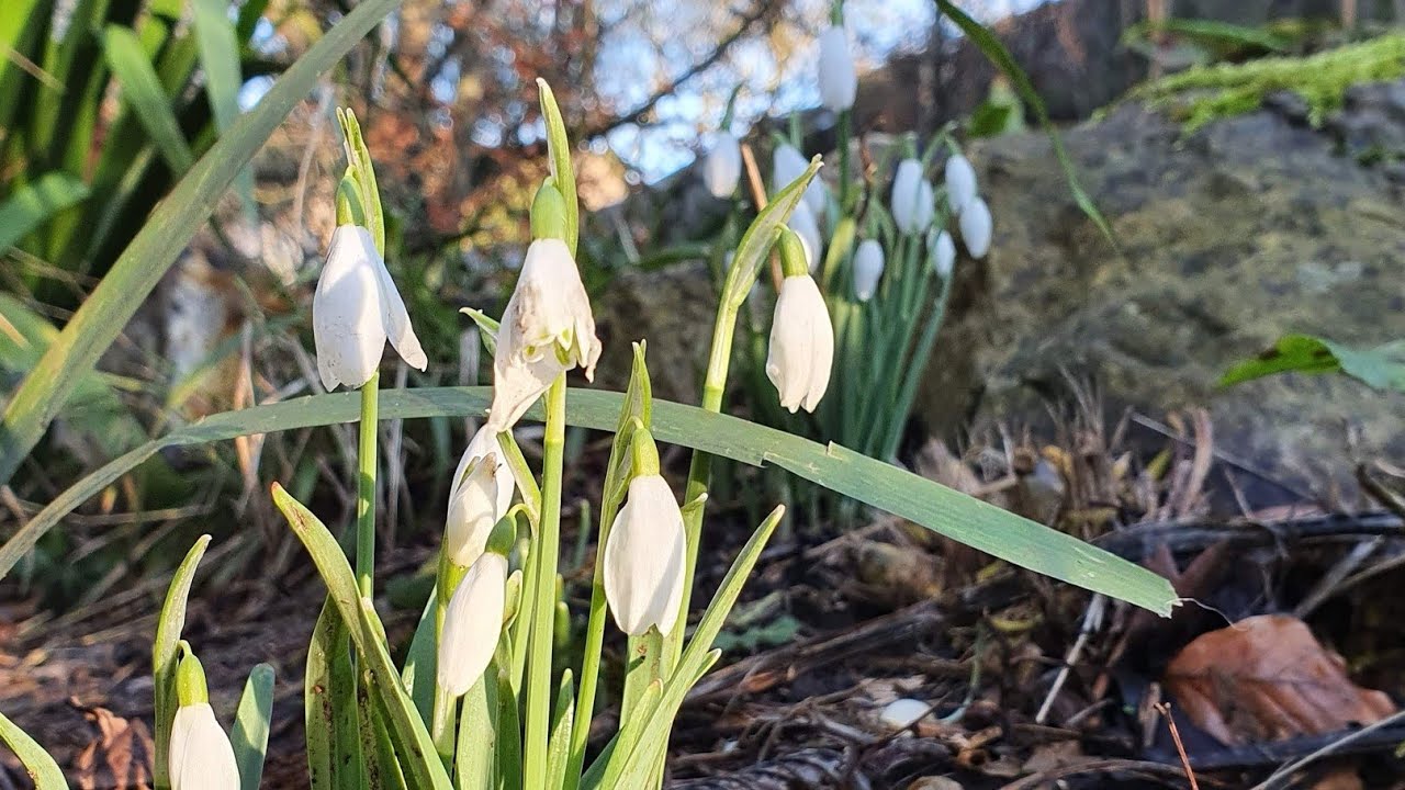 Morning Prayer – Monday, 18th January 2021