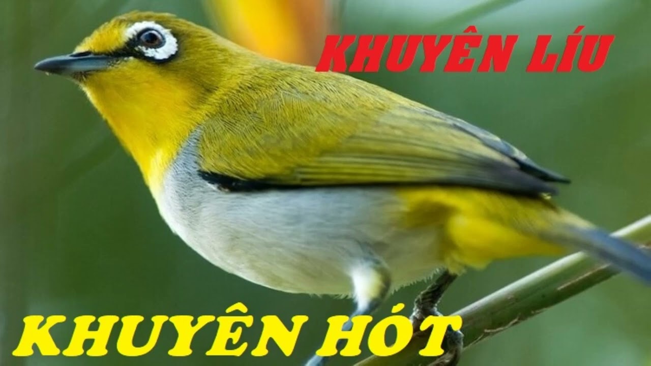Khuyên líu cực nhạy  đi bẫy - Kích Trống - Luyện Giọng