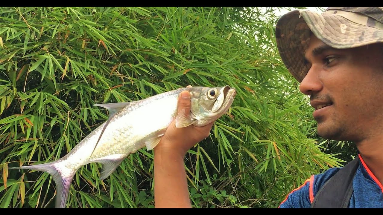 Catching Tarpon and Snook at Frederiksdorp - Suriname