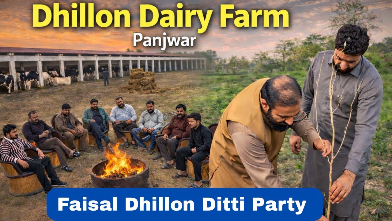 Dairy farm Te Party | Tree Plantation | Dhillon Dairy Farm Panjwar | Nasir Dhillon 