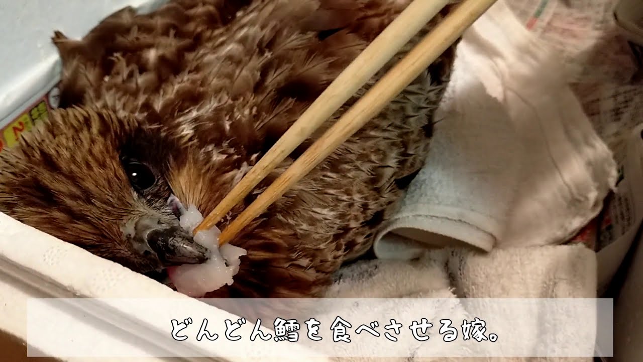 トンビ保護しちゃったよ！前編(I have protected the black kite! Part 1 )