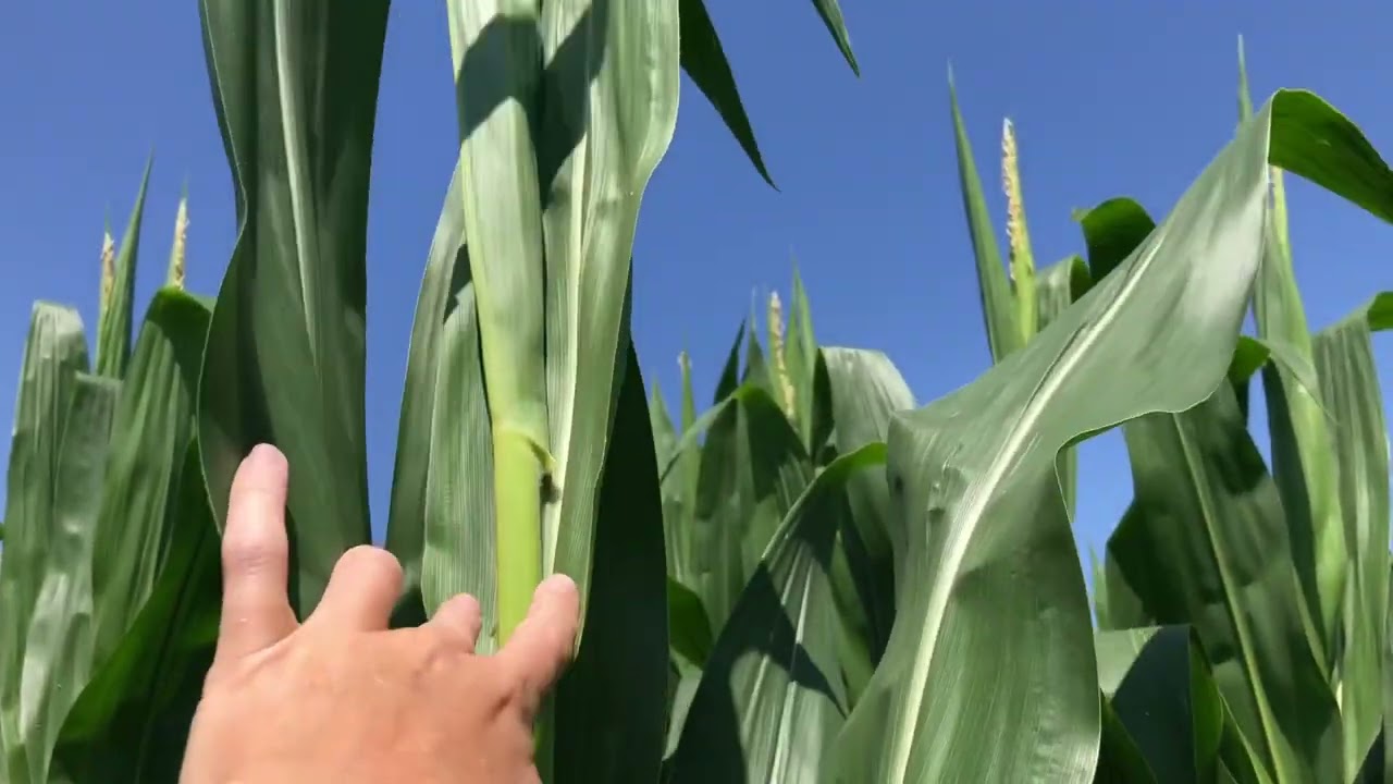How a kernel of corn is formed- easy to understand version 🌽