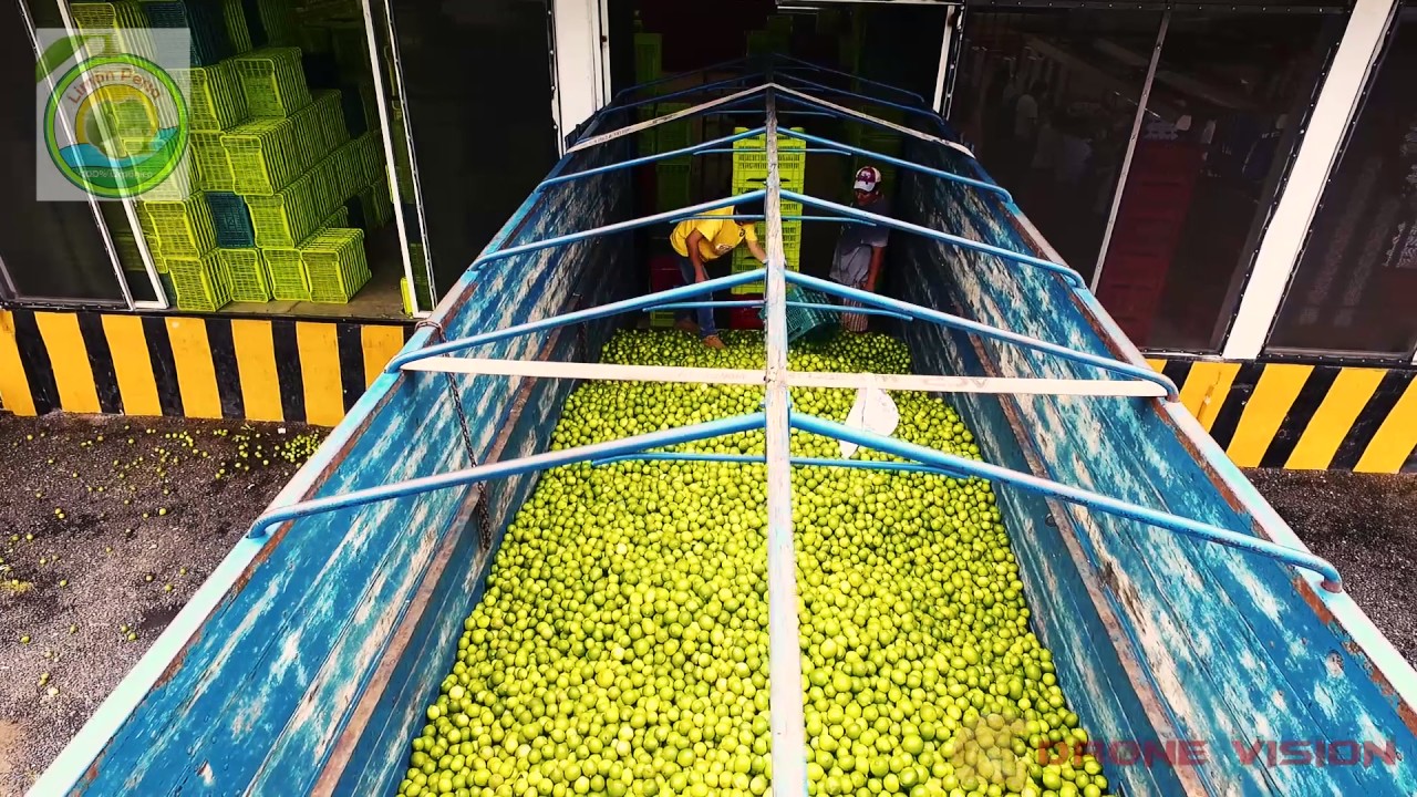 LIMON PERSA LAS VIBORAS