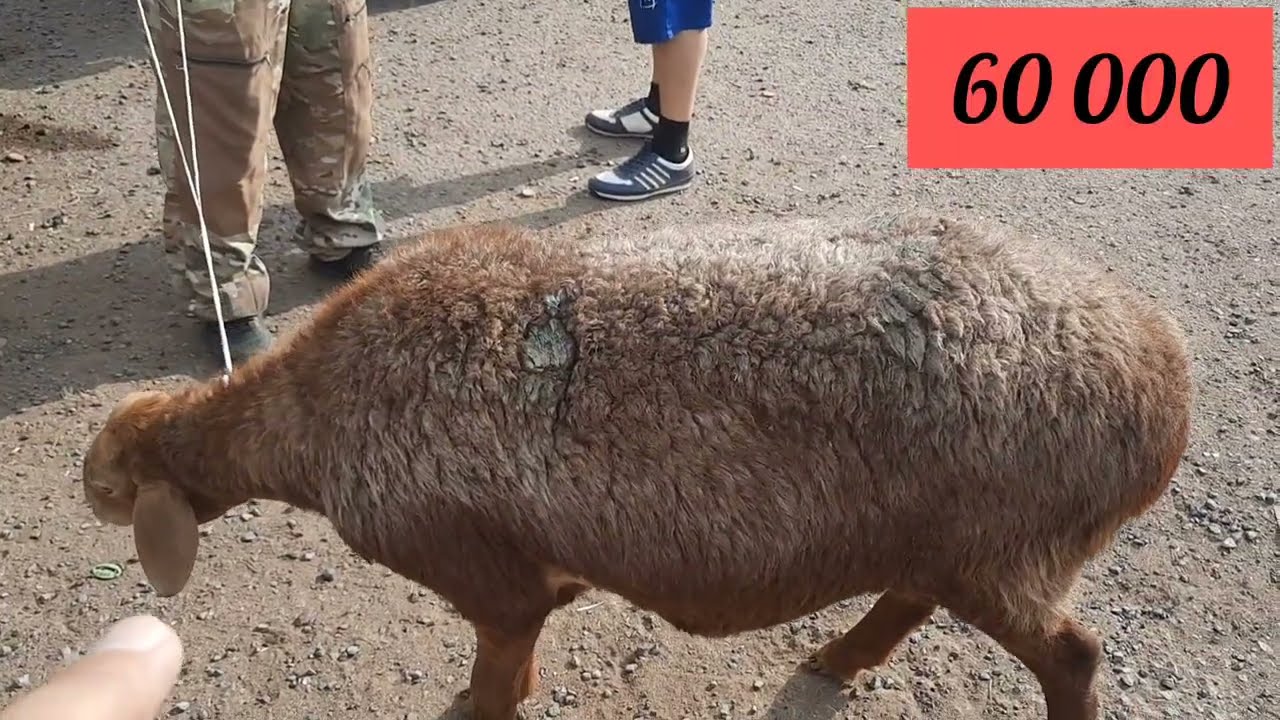 Қой ешкілер Алматы Ұзынағаш мал базар. 06 08 2023