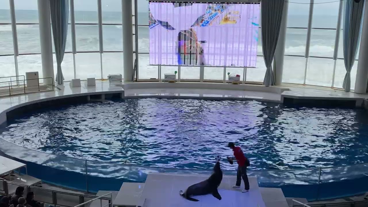 大洗水族館新オーシャンライブ　イルカ、アシカショー25-03/13-14;30