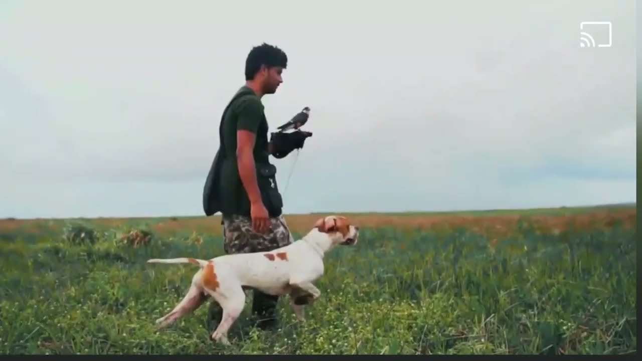 FALCOARIA (Falconry) - Aplomado Falcon