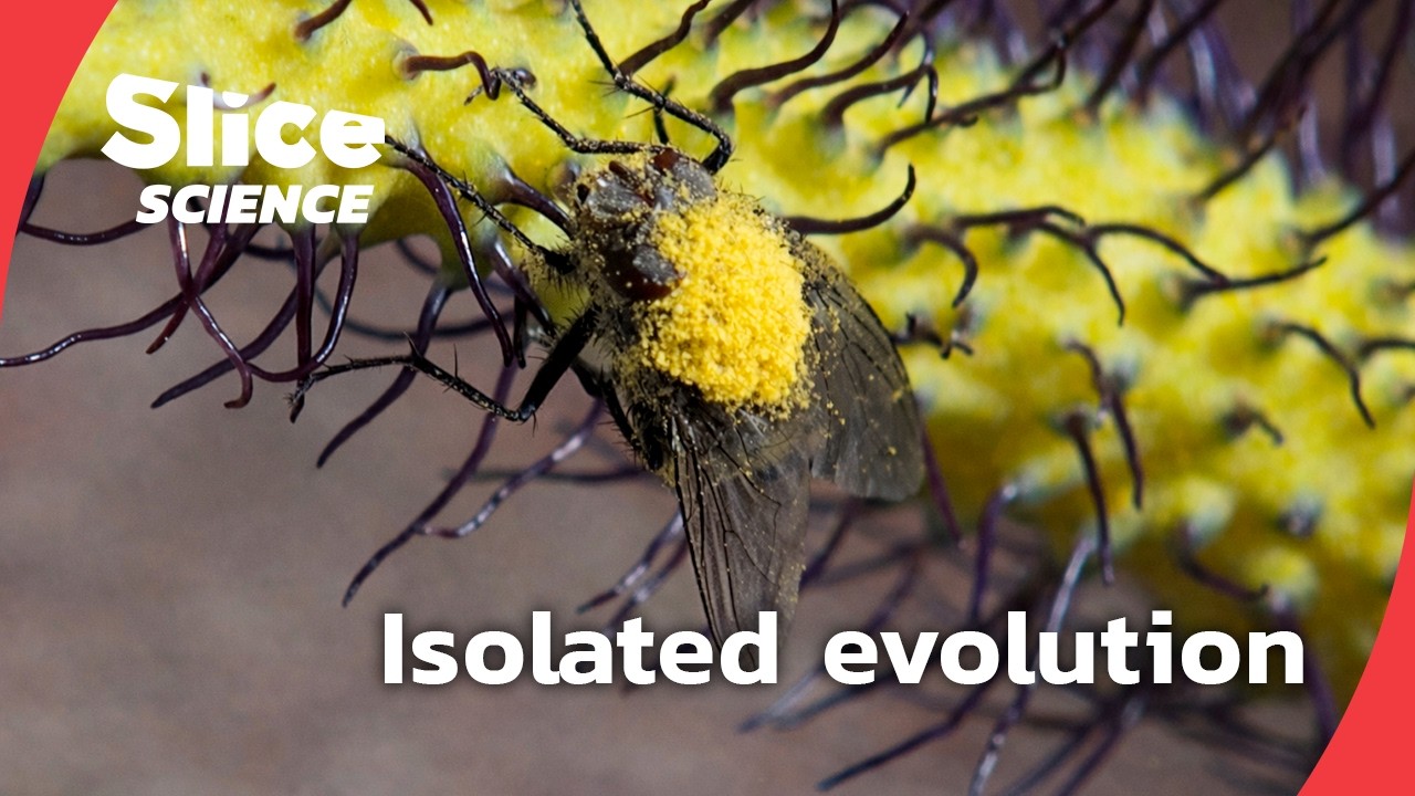 Survival on the edge: a unique ecosystem in the Mediterranean | SLICE SCIENCE | FULL DOC