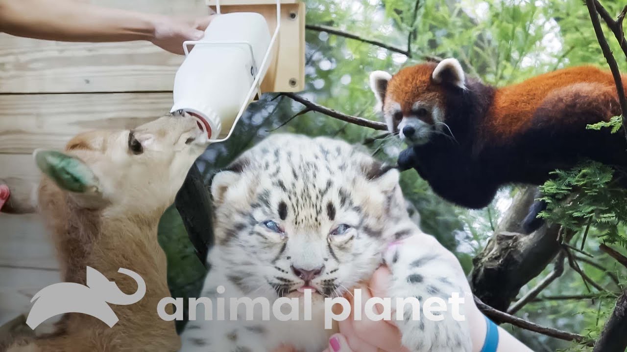 Cuidados especiais para os animais rec&eacute;m-nascidos no zool&oacute;gico | O Zool&oacute;gico | Animal Planet Brasil