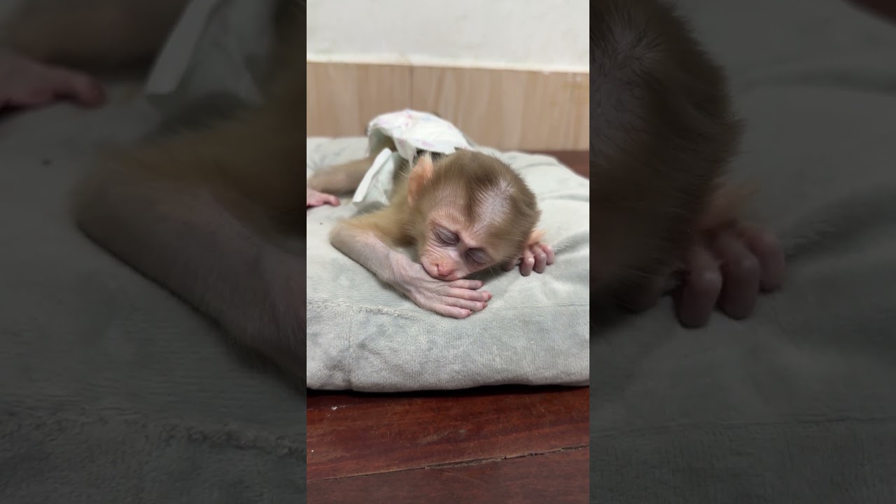 So lovely #monkey #adorably #funnybabies #adoreble #youtubeshorts #cute