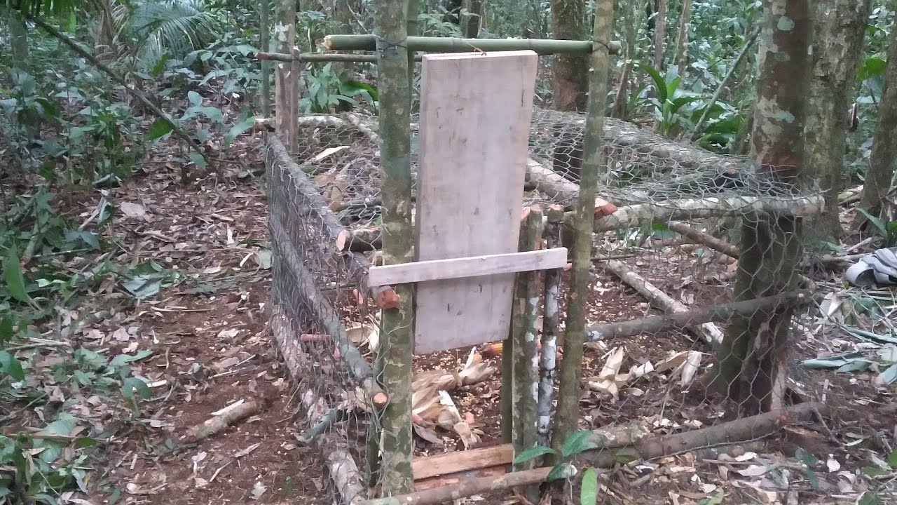 CAÇADA DE PACA E CATITU COM ARMADILHA CHIQUEIRO (deu bom)
