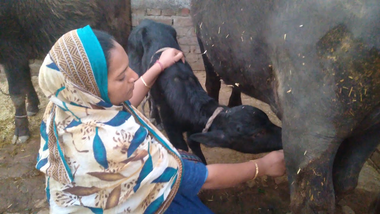 buffalo milk milking by hand village life style