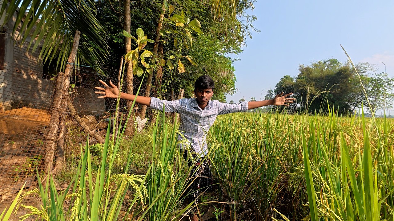 ASMR / paddy field multi  relax sleep sounds,