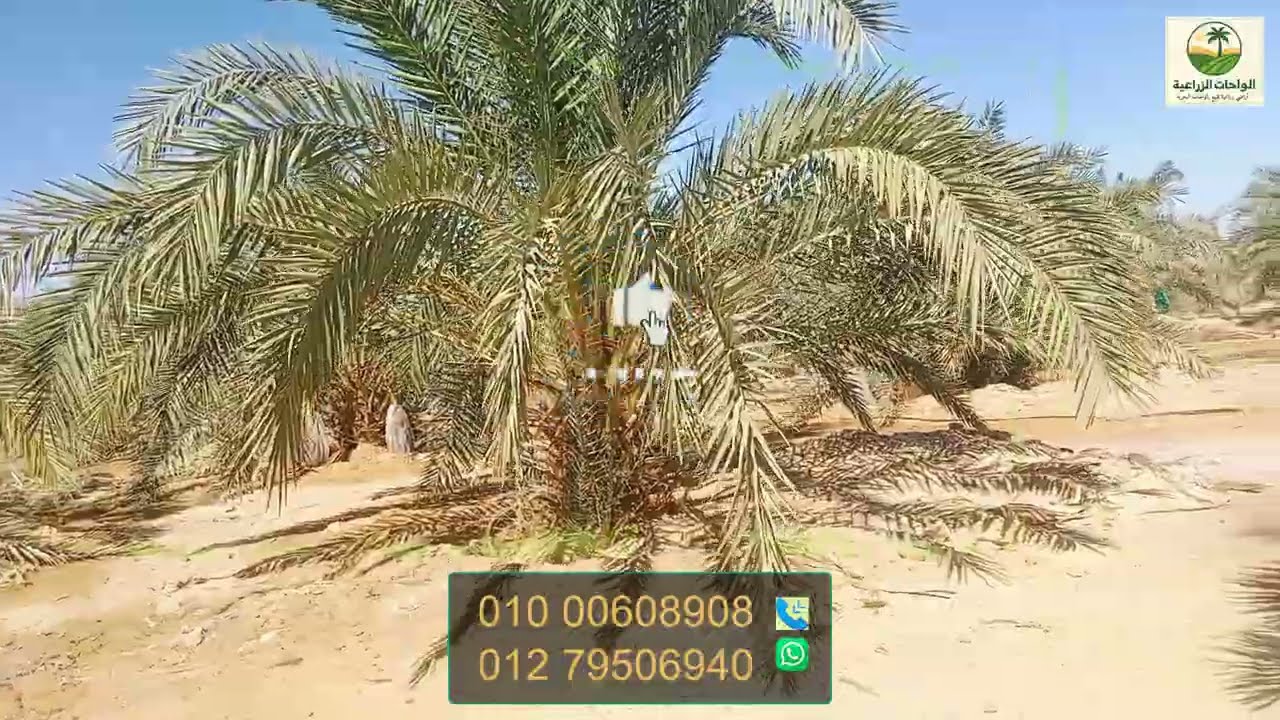 ١٠ افدنة ولا اروع