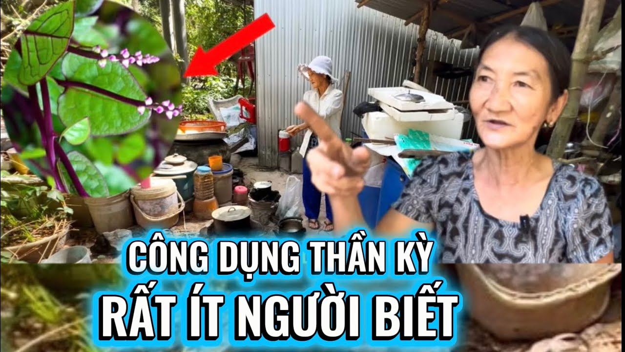 Cô Thủy Thuốc Nam “Chia Sẻ Công Dụng Thần Kỳ Của Rau Mồng Tơi Đỏ