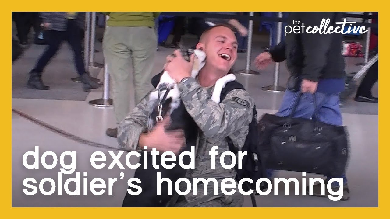 Dog Excited for Soldier's Homecoming | The Pet Collective