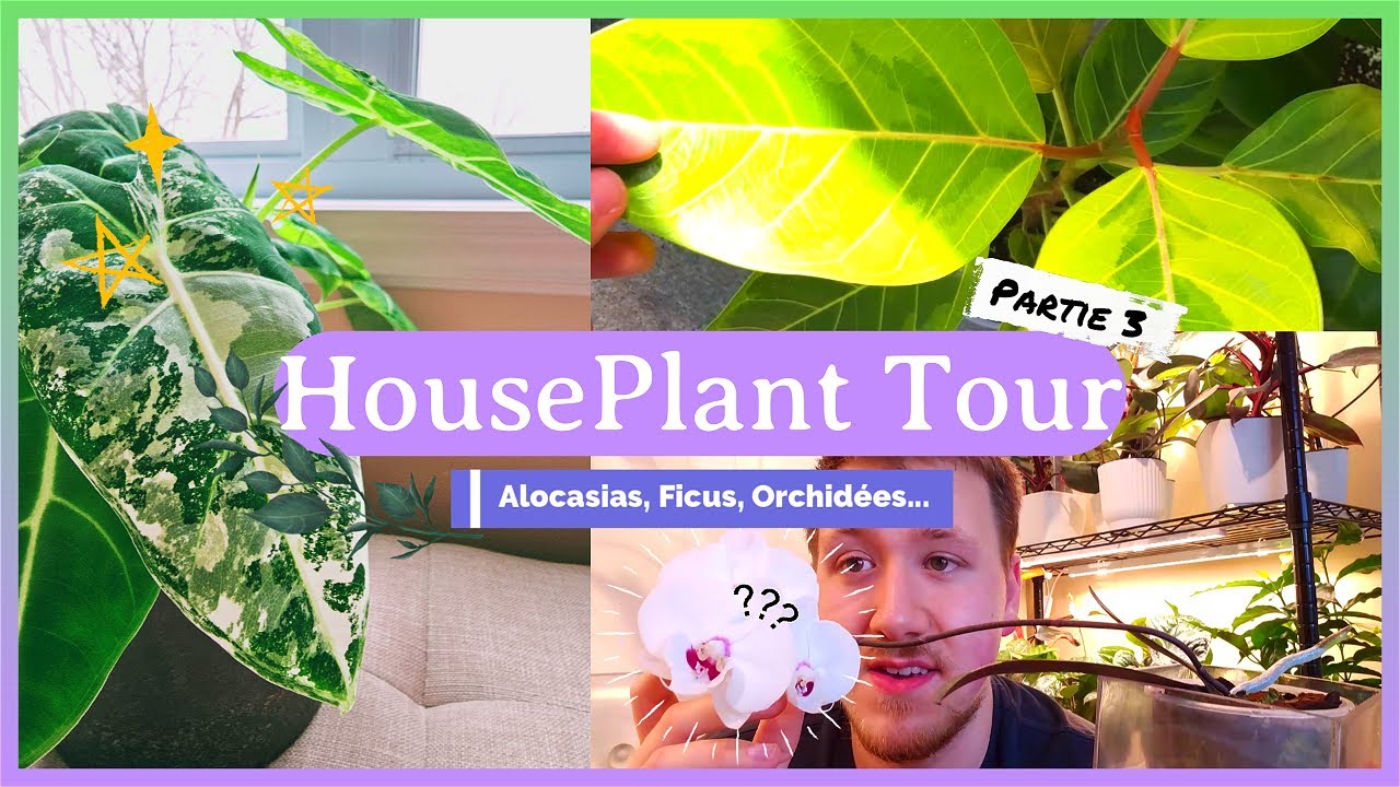 Houseplant Tour Partie 3 | 30+ Plantes différentes! | Alocasias, Ficus, Orchidées et plus encore! 🪴