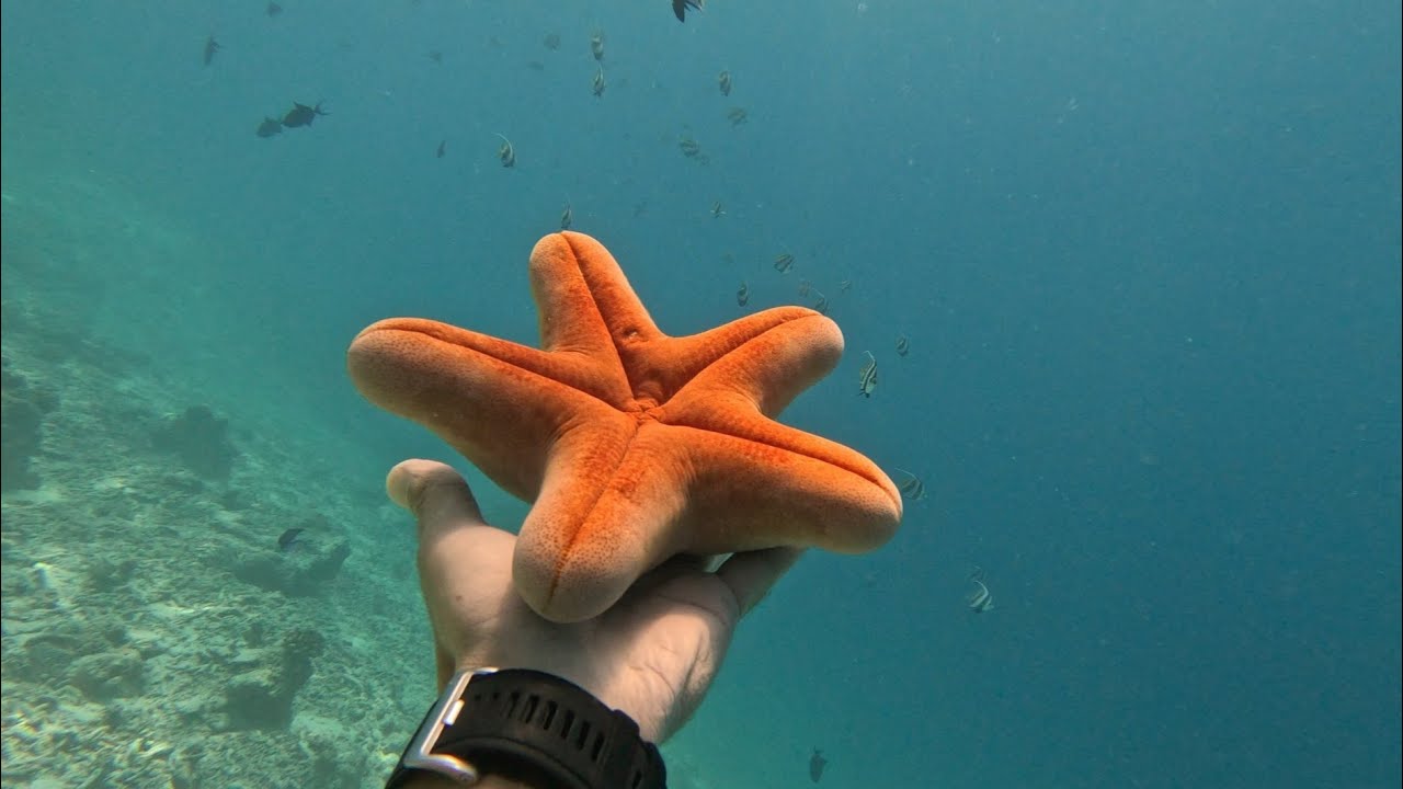Maldives 2023 - Nakai Maayafushi