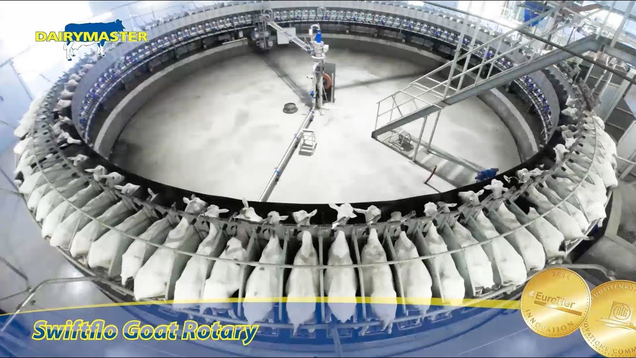 Milking 1,800 Goats  - Dairymaster's Award winning Goat Rotary Milking Parlour