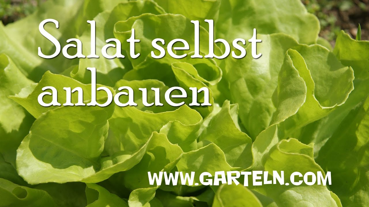Salat selbst anbauen