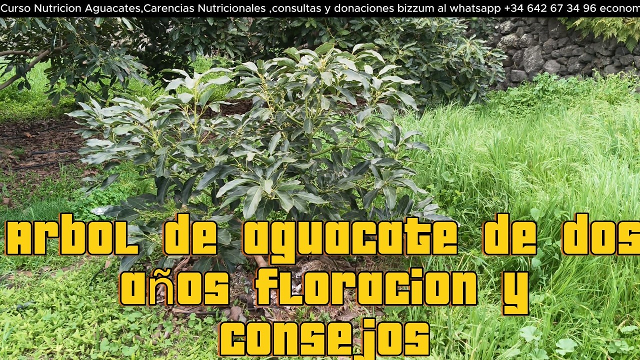 🥑 Mi Aguacate Florece con Solo 2 Años