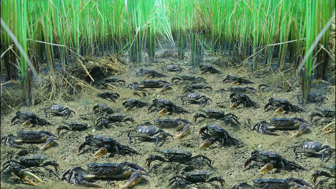 So Many Snails and Crabs in This Mud Field
