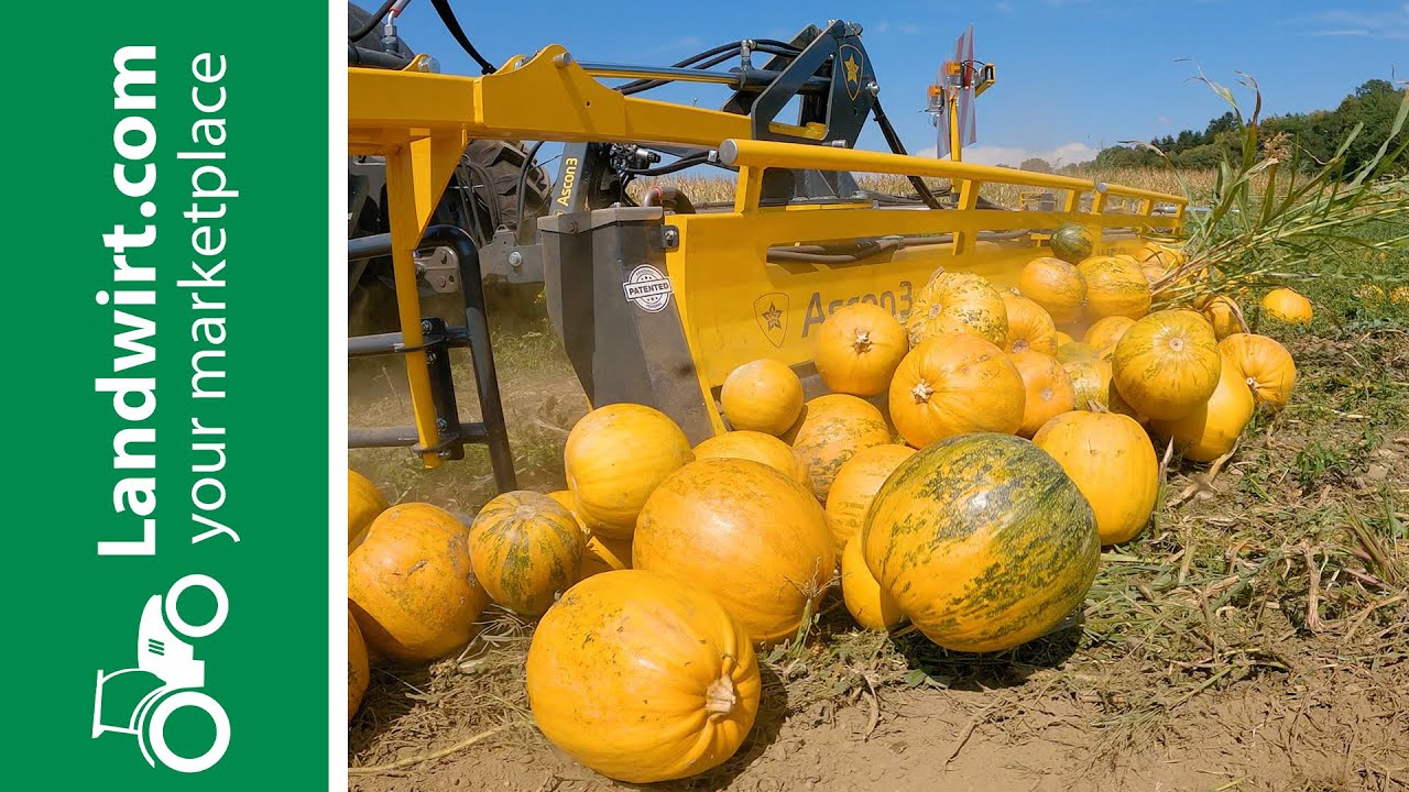 Kürbisschwader in Höchstform - Ascon3 | landwirt.com