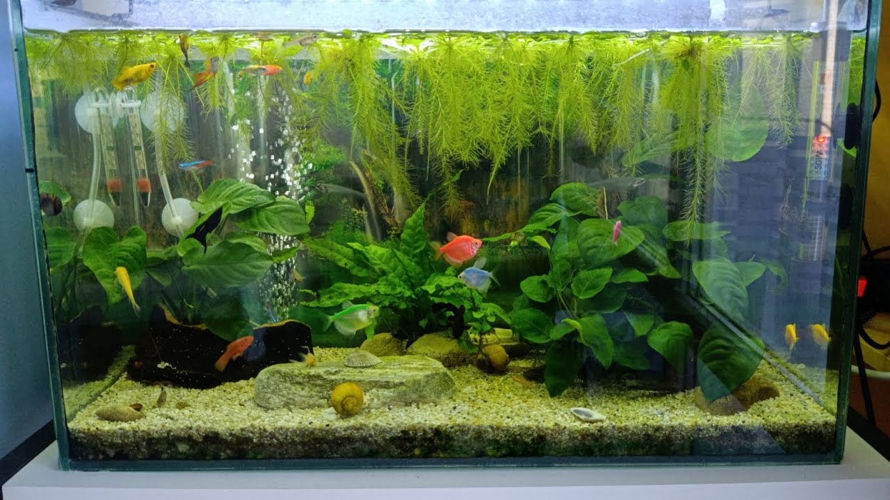 Подарявам пистия от личния си аквариум! 🐟