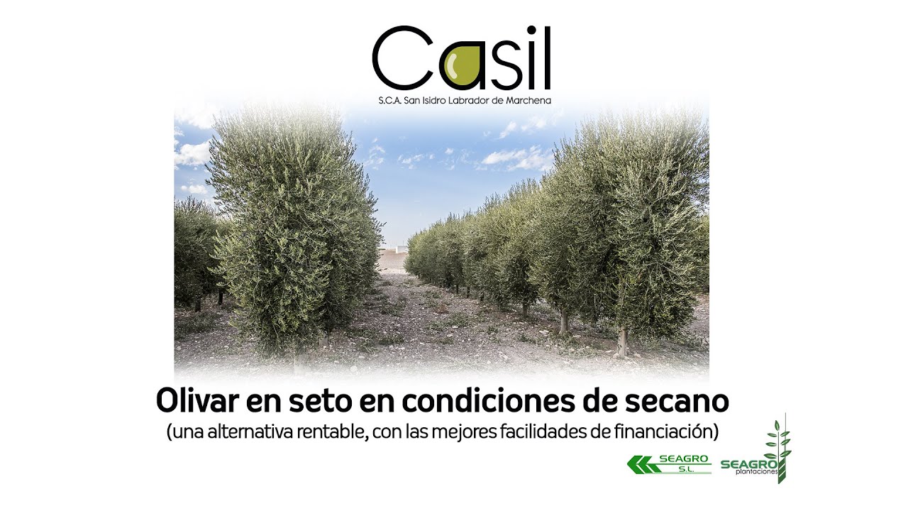 OLIVAR EN SETO SECANO CASIL 2022