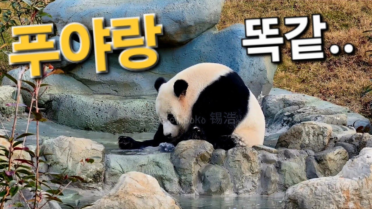 피는 물보다 진하다... | 12월 29일 멘양 판다 기지