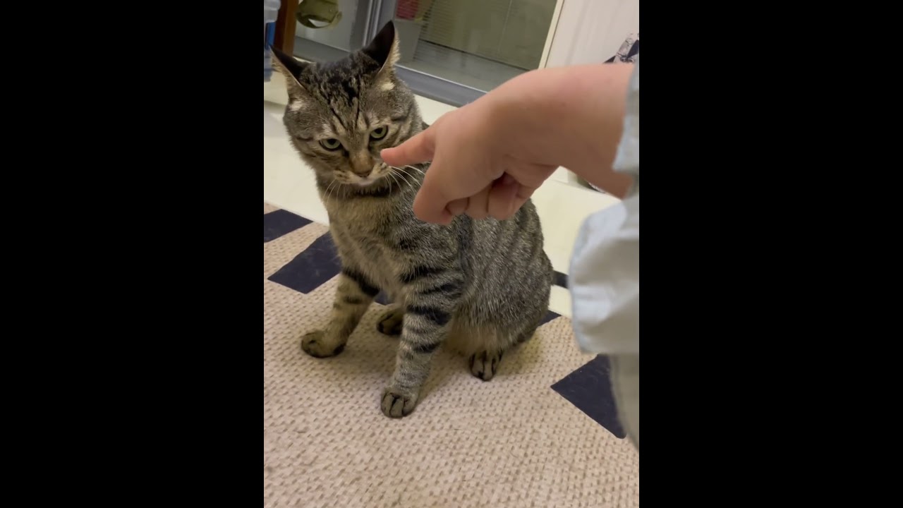 Never point at a cat #cat #fypシ #funny
