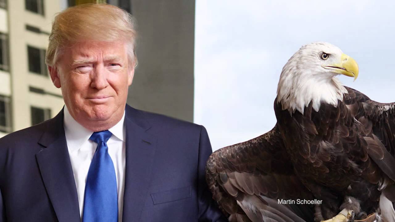 Campaign '16 - Donald Trump and the Bald Eagle  -- Salon (highlight clip)