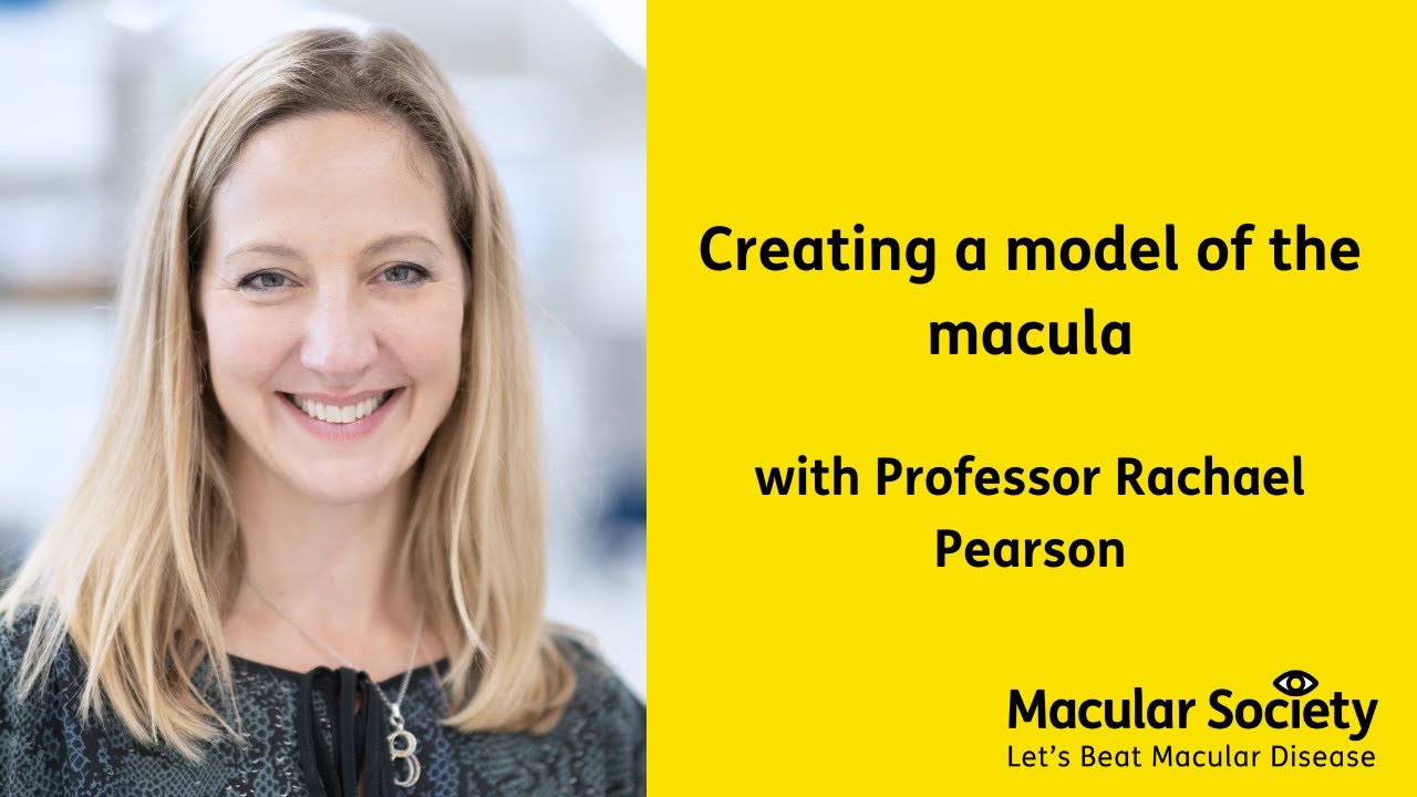 Creating a model of the macula