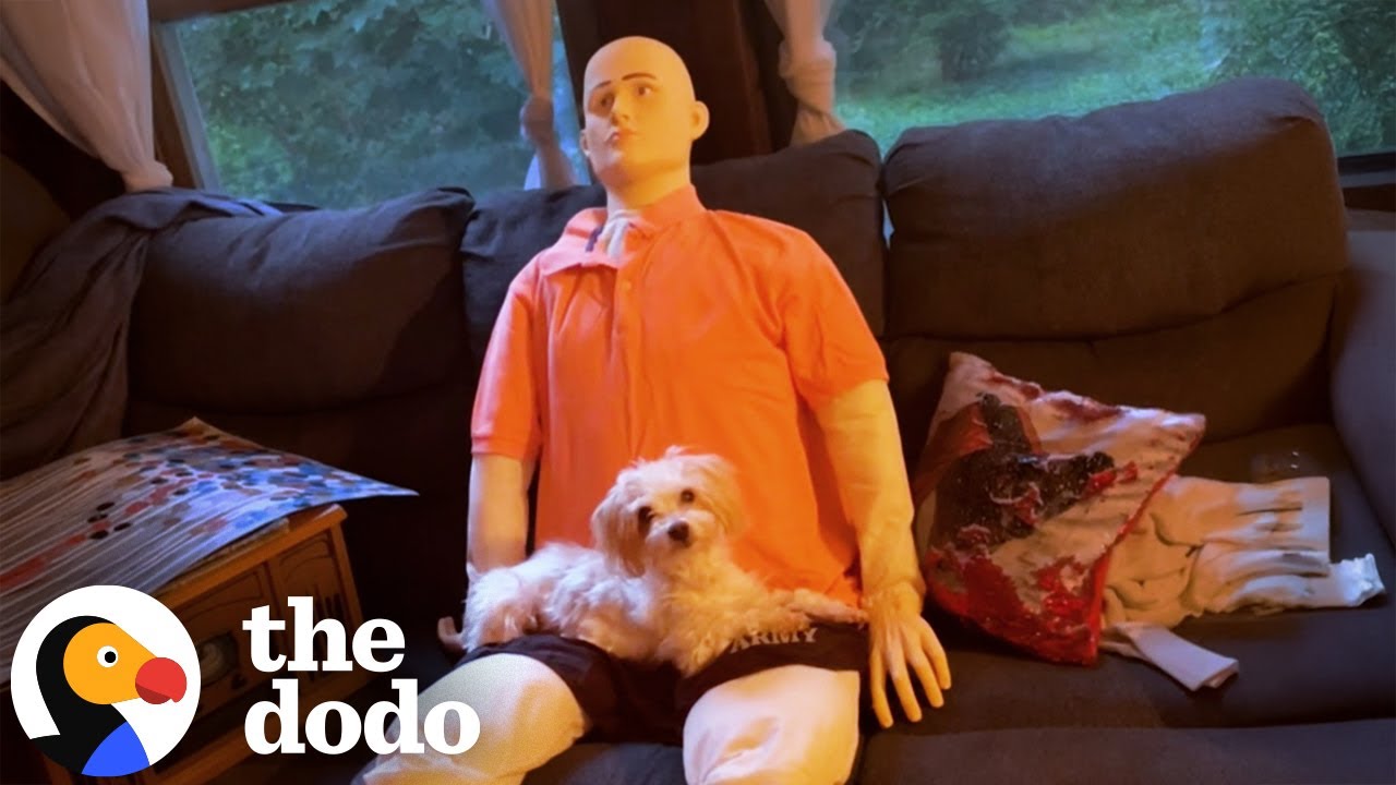 Tiny Senior Dog Is Obsessed With Life-Sized Emotional Support Doll | The Dodo