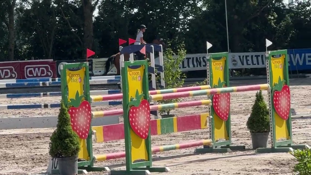 Otina Gun 6 y/o mare by Baltic VDL x Nabab de Reve placed up to 125