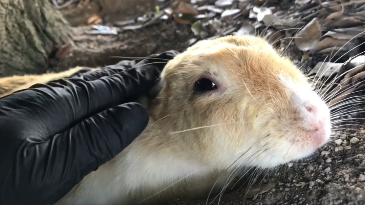I petted the rabbit and it melted like ice cream.
