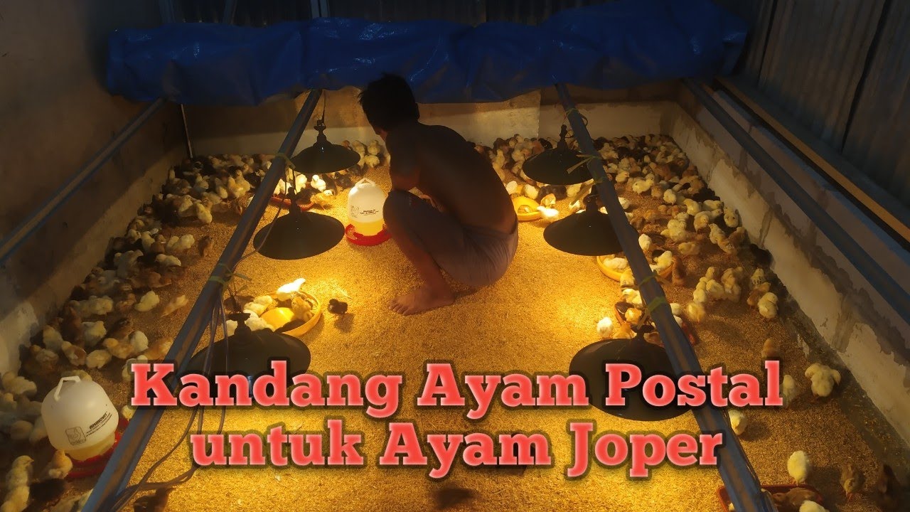 Proses Pembuatan Kandang Ayam Postal Full Baja Ringan