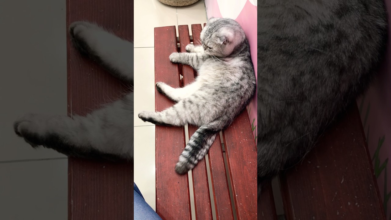 Булочка на скамейке 😻 