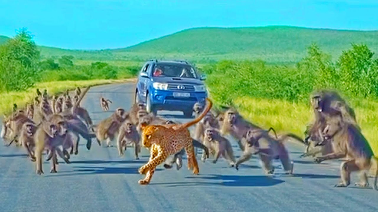 Leopard has all-out Brawl With 50 Baboons - Different&nbsp;Angle
