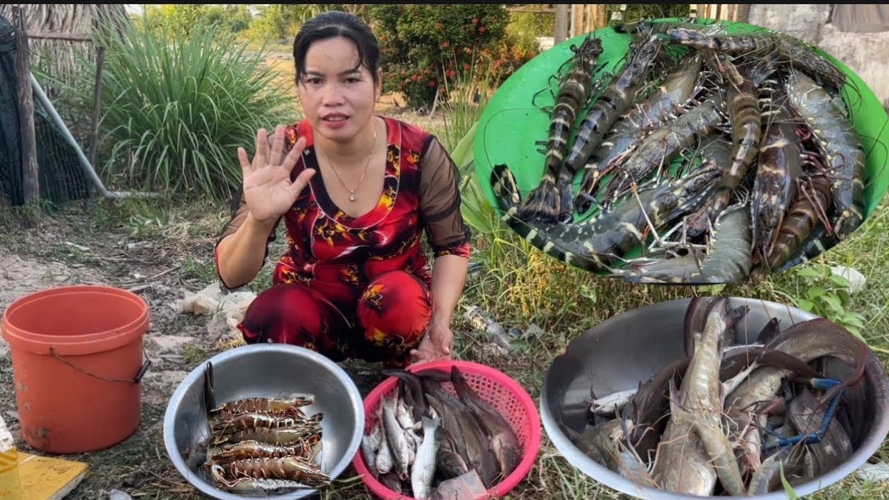 T519| đi qua sông phông lưu chài được nhiều tôm sú bự và nhiều cá ngát to cuộc sống mưu sinh (CHCM)
