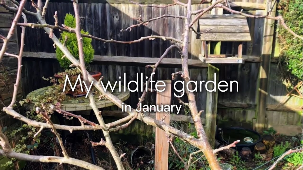 January Wildlife Garden | Tips & Tour 🌦️❄️