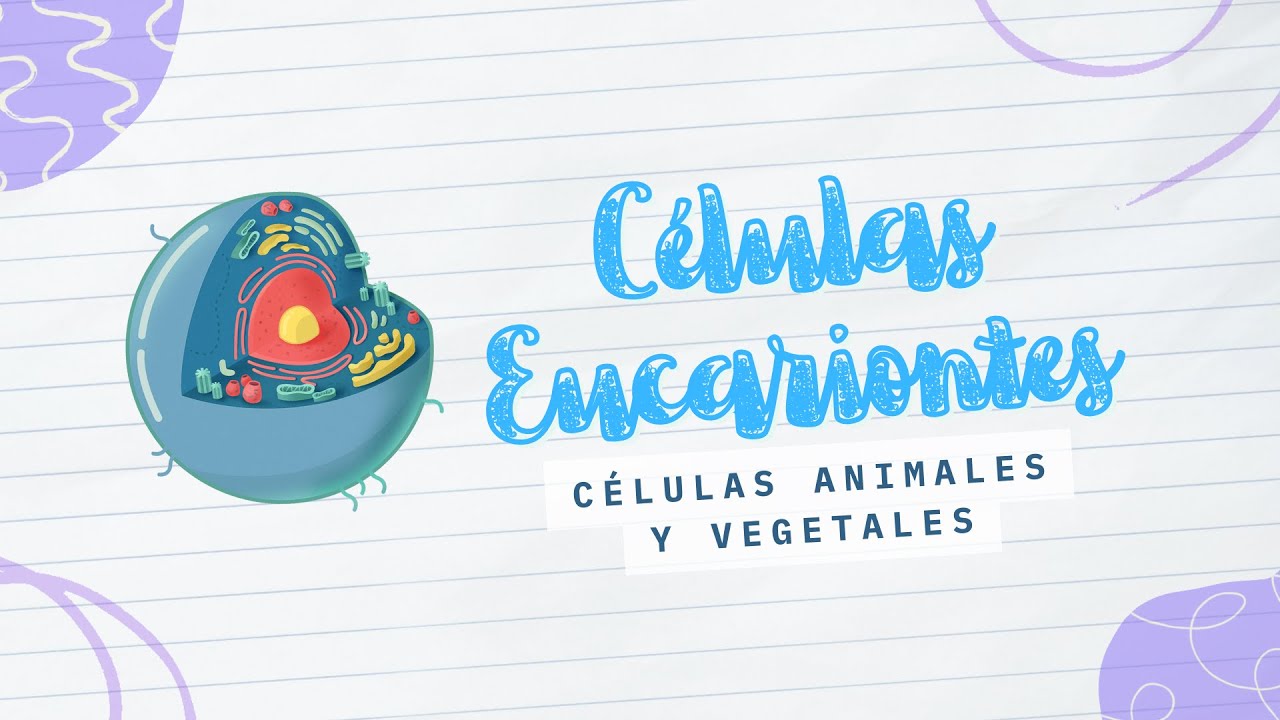 ¿Sabes las diferencias entre las Células Eucarionte Animales y Vegetales?