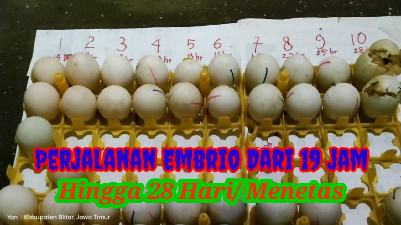 Perjalanan Embrio Mulai 19 jam Hingga 28 HR #inkubator #penetasanbebek #telur