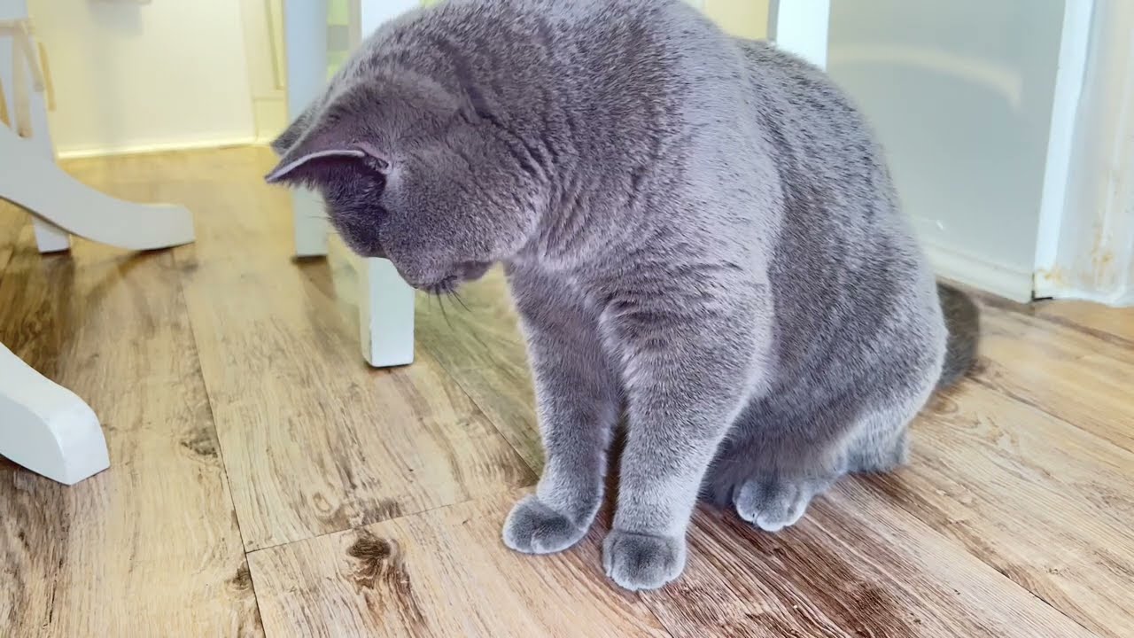 A calm moment with my cat