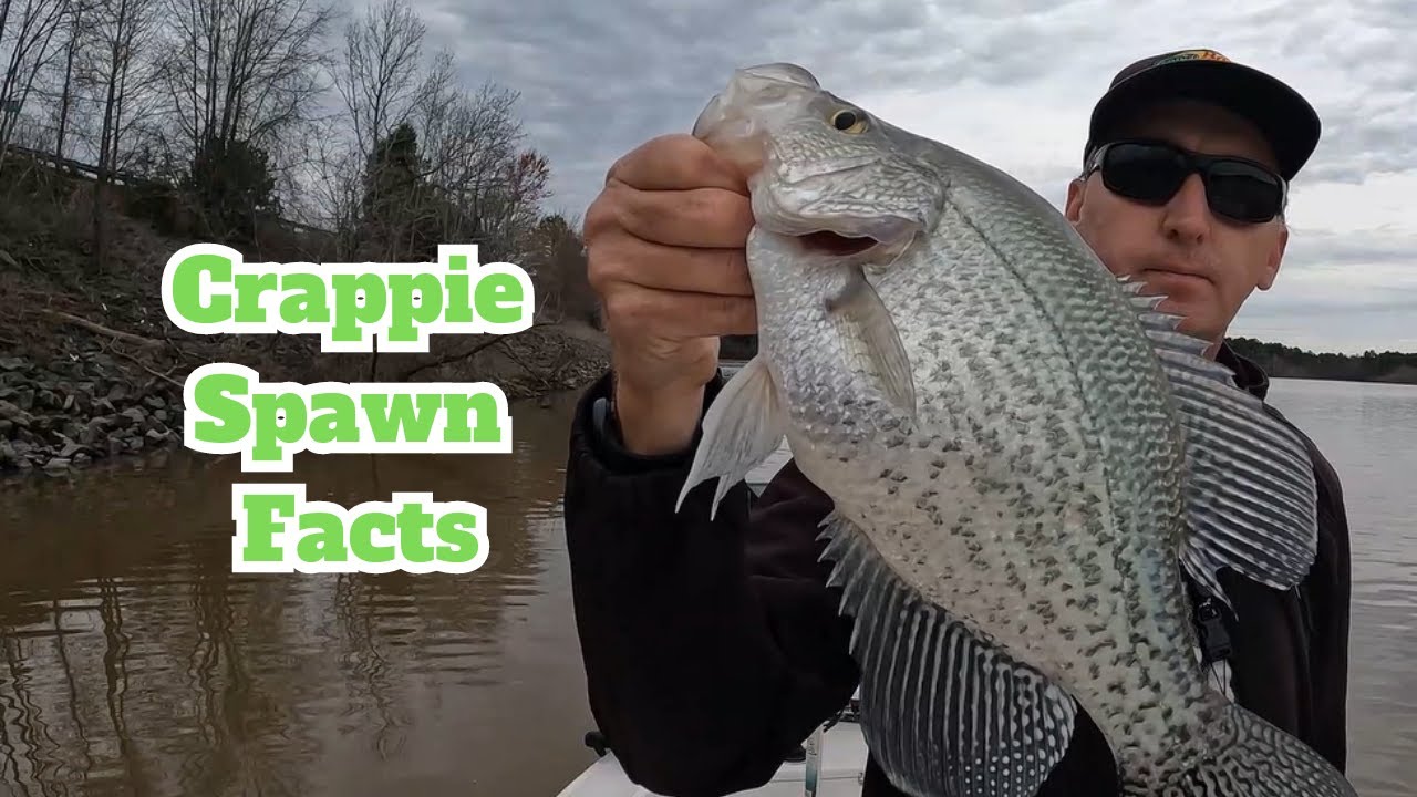 Crappie Spawn Facts - Fishing w/ Livescope Footage