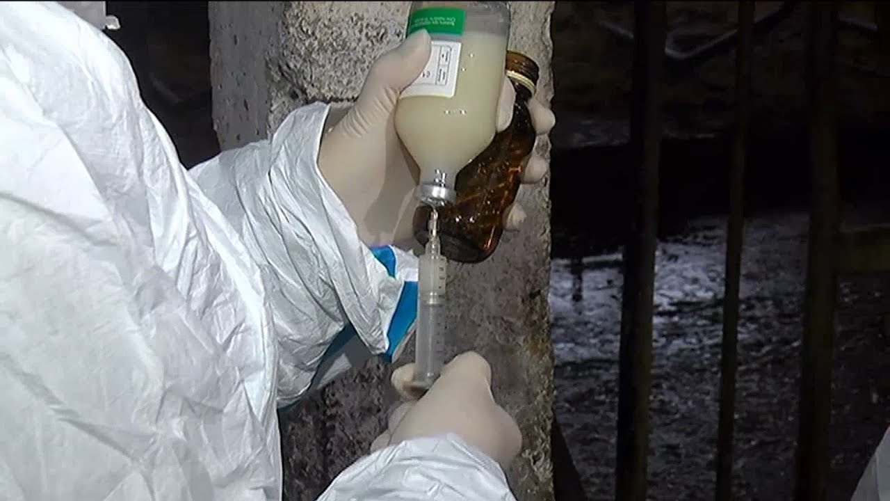 Парнокопытный скот спасают от смертельного вируса в Приморье
