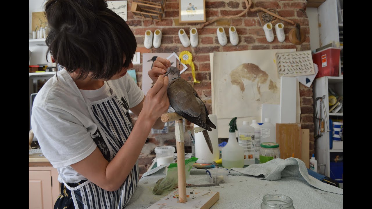 Collared Dove Taxidermy