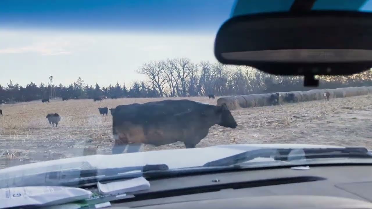 Cows had an all night disco party