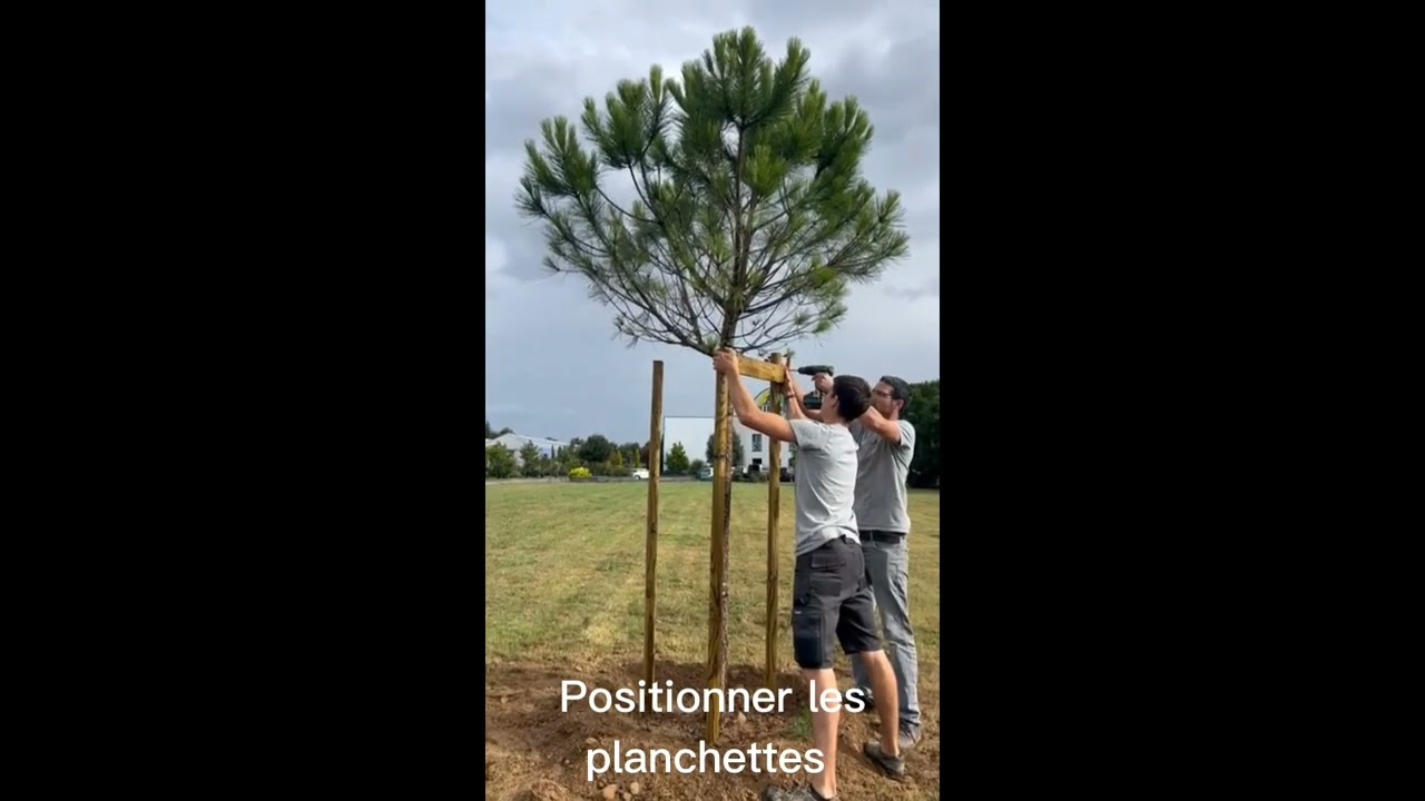 Tuteurage tripode