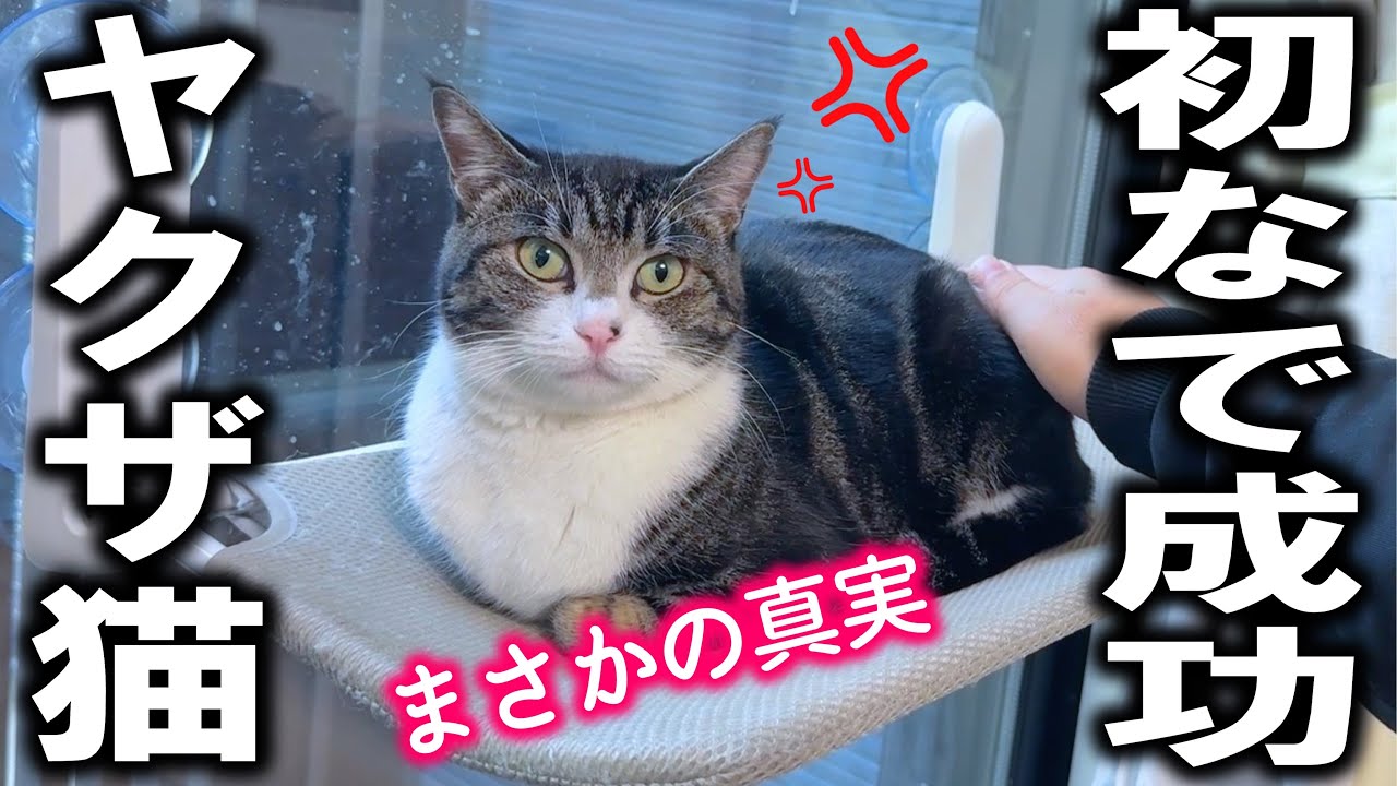 【驚愕】脱走した激おこ猫が甘えんぼになってた…！？意外過ぎる猫あるあるがヤバイ